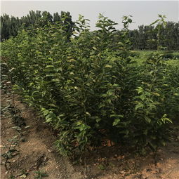 《江西省油茶种苗质量管理办法》—山茶树种植的黄金指南
