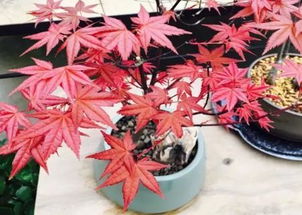 红枫不浇水却叶子不红的原因探秘