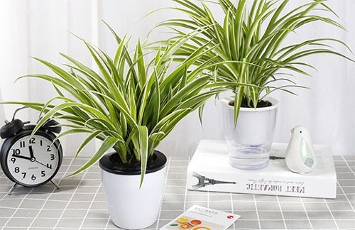 兰花，优雅但娇贵