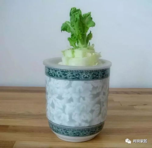 洋葱水培能开花吗？