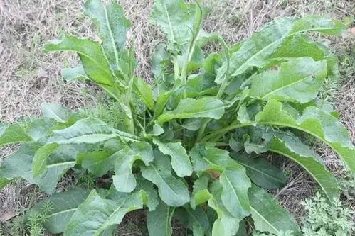 芦笋从种植到收割需要多长时间，不同生长期品种有何区别