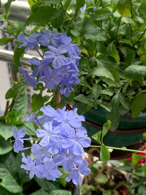 蓝雪花喜阴偏酸，爆款花卉，养植必备！