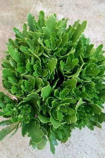 长寿花施肥用有机肥好还是复合肥好