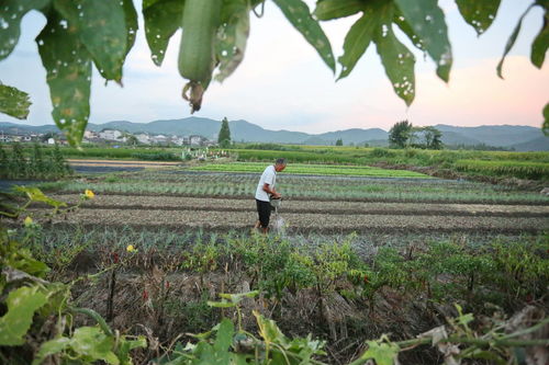 因地制宜，种植智慧