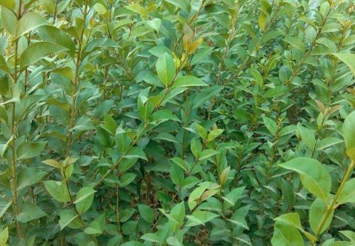 春季移栽， 蕞佳选择