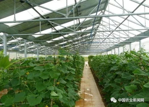 光伏项目助力海南蔬菜种植