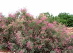 柽柳与沙棘：耐寒耐旱的植物防风墙