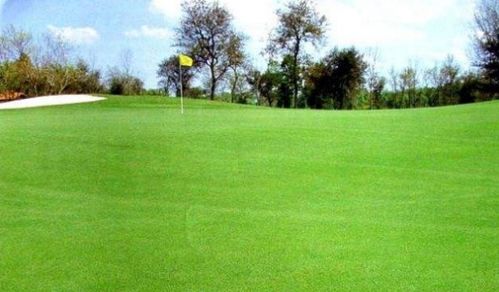 抗病虫害草种：病虫害也不怕， 健康又美丽