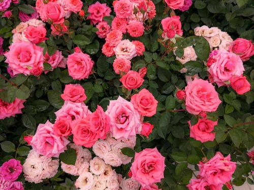 爬墙玫瑰的阳光需求解析