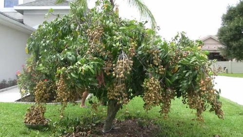 紫薇树的奇妙旅程：从种子到价值连城的珍品