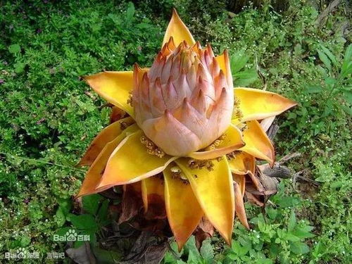 残花处理，剪得漂亮，心情也美美的