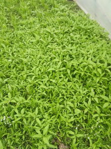 空心菜种植前的准备