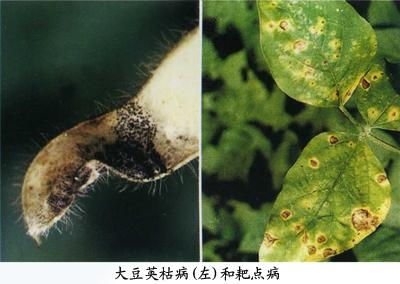 蜗牛：雨季的烦恼