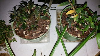 铁皮石斛：中药材中的艺术品