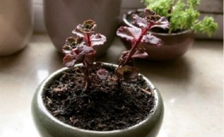 玫瑰干枯了赶紧这样救！