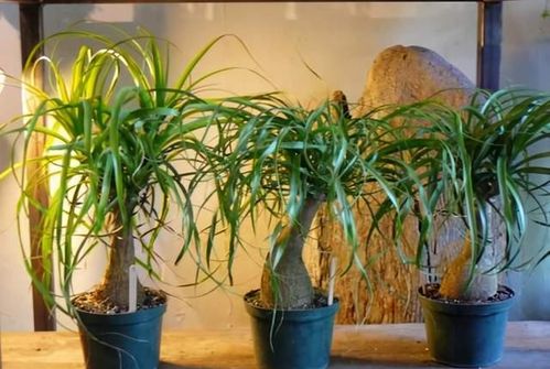 浇水：刚刚好，不嫩太多也不嫩太少