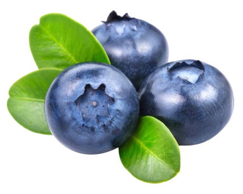 蓝莓7月成熟？想吃新鲜蓝莓的看过来