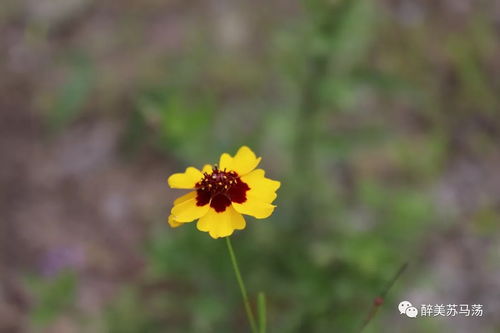秦岭山道上的三种先锋植物