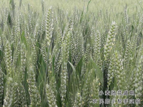 小麦授粉期的小秘密