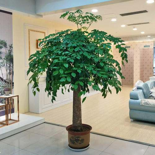平安树真的适合摆客厅吗？