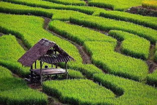 真实案例：谷雨后第三天播种， 亩产翻倍