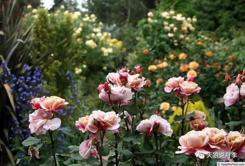 月季母本苗的栽种间距探讨