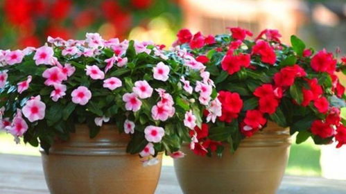 路边种花总是养不活？揭秘花草养活秘诀！