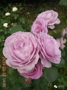 热情月季：花朵中的热情使者