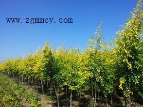 安徽苗木杂志社，你听说了吗？