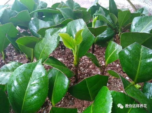 小叶黄杨扦插，选择合适枝条是关键