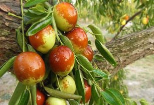 冬枣树健康守护秘籍：8月杀菌剂攻略