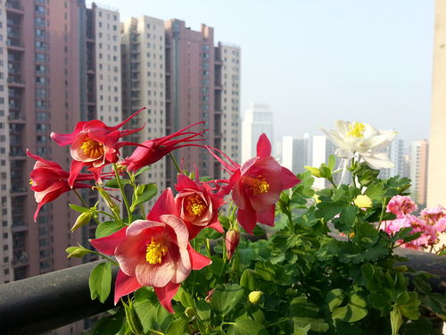 美丽耐寒， 一网打尽