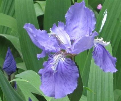 蓝花鸢尾， 绽放的秘密