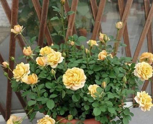 修剪技巧， 慢慢学