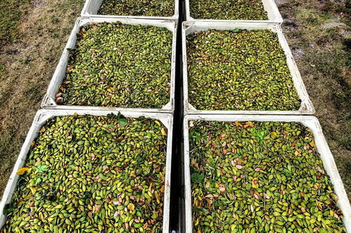 种植深度：种子埋多深