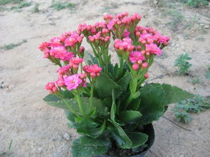 绿色厚叶子的植物， 那些让人好奇的生命