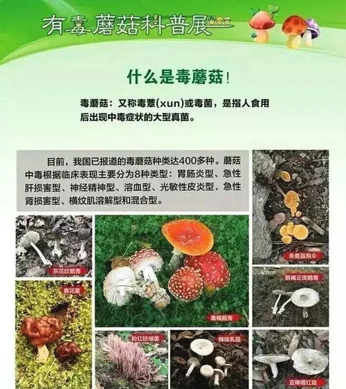 揭秘蘑菇养殖秘籍:掌握关键技巧与注意事项,轻松打造蘑菇农场!