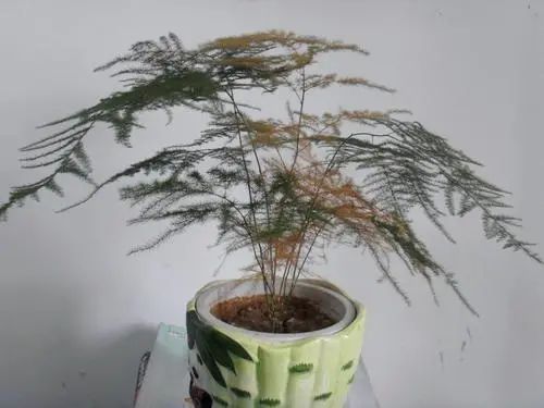 文竹春季黄叶处理：如何修剪与养护