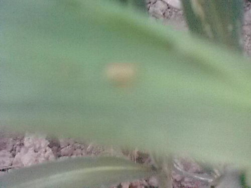 谷虫是怎么出现的？防范是关键