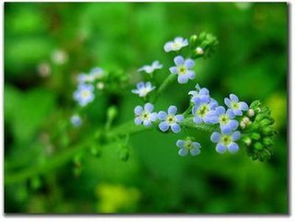 小雏菊：小清新代表