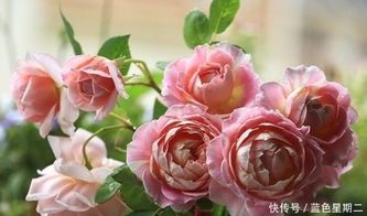 阳台月季的光照与养护