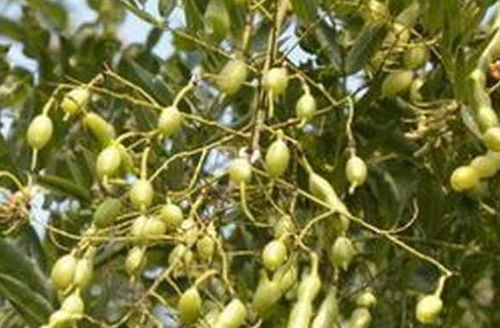 油麻藤种子的奥秘