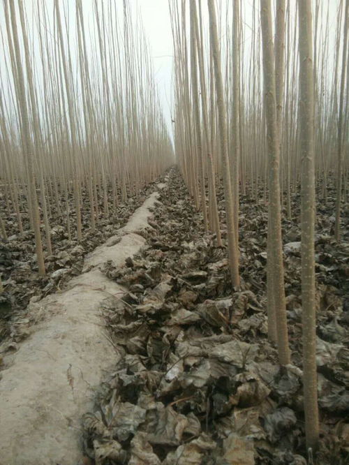 杨树苗批发服务