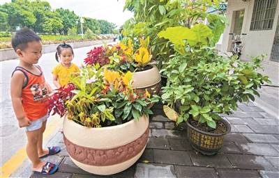 佛甲草和矾根：立体种植的秘诀