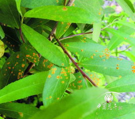 二柳锈病的病原菌揭秘