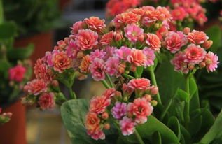 冬天里的花海：哪些花儿在寒冷中绽放？