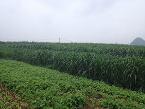 闽南闽北山地牧草种植：抗台风增收秘籍