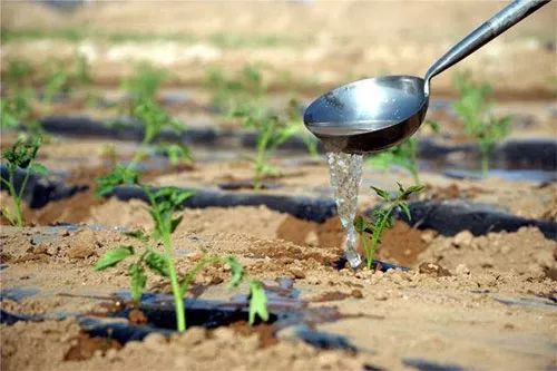 那这浇水，到底隔几天浇一次啊？