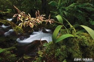 兰花养殖技巧有哪些？如何提高兰花繁殖成功率