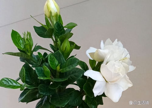 桅子花“掉”花蕾，是何原因